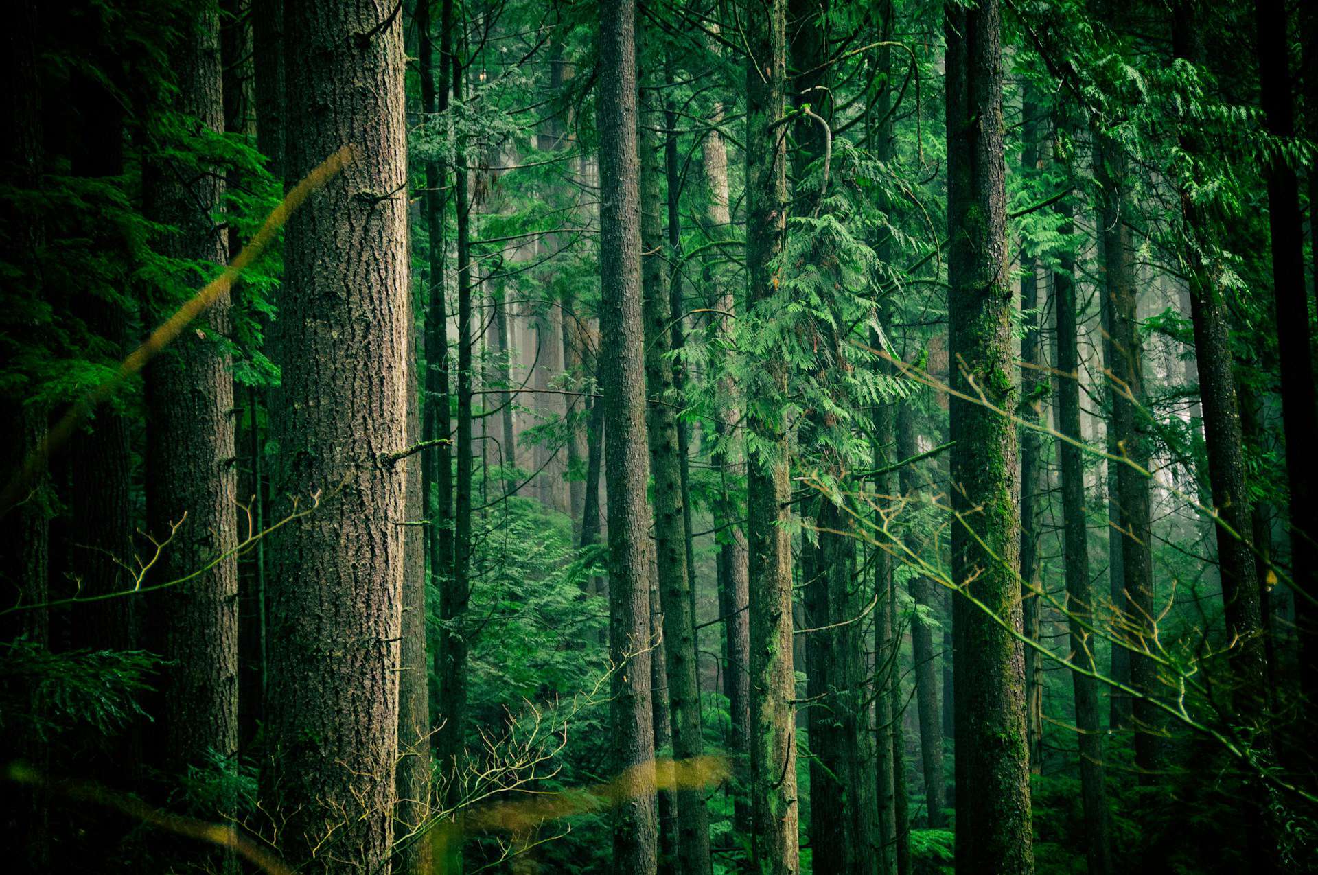 threes forest